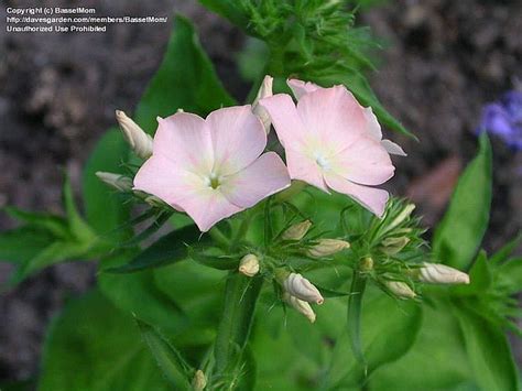 Artistic work : spiritual meaning of flower by The Mother