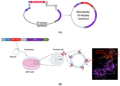 Design and Evaluation of Engineered Extracellular Vesicle (EV)-Based ...