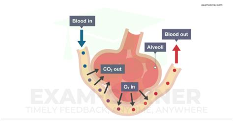 Image result for Diffusion Respiratory System