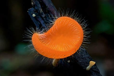 纳板河隐秘的大型真菌王国 | 中国国家地理网