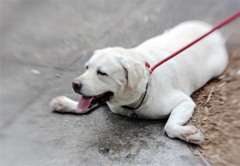 Fake Animal Rescue Videos - FOUR PAWS International - Animal Welfare ...