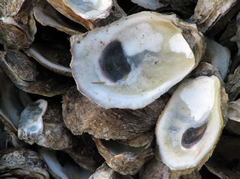 Free Images : food, oyster, seafood, fauna, invertebrate, clam, shells, sea life, molluscs ...