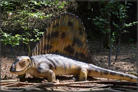 Free Images : animal, wildlife, zoo, reptile, iguana, fauna, animals, extinction, extinct ...
