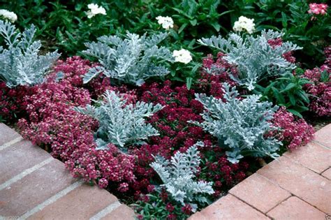 300 Dusty Miller Seeds - (Cineraria Maritima ) Silverdust - Flower ...