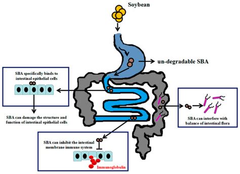 The Influences of Soybean Agglutinin and Functional Oligosaccharides on ...