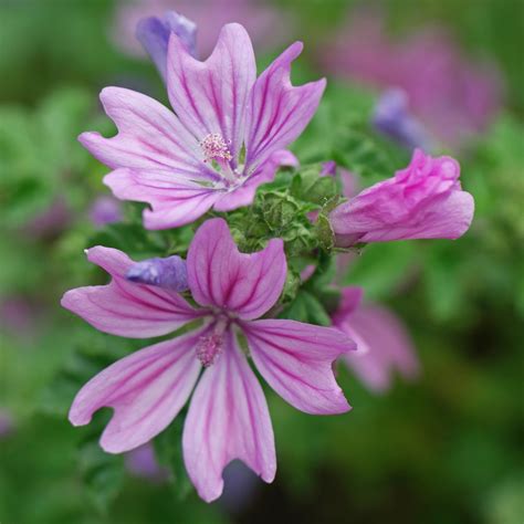 Malva sylvestris