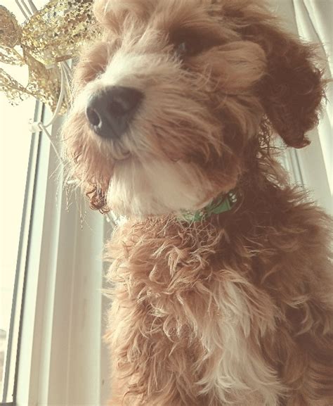 Image result for Cockapoo Dogs for Rehoming