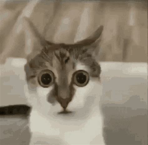 Image result for Cat HTML Code