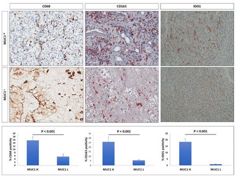 MUC1 Expression Affects the Immunoflogosis in Renal Cell Carcinoma ...