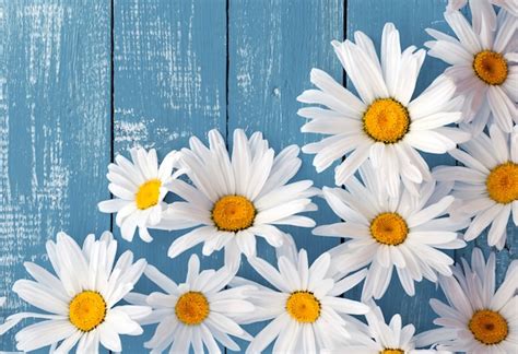 Heads of flowers white big daisies on a blue wooden surface | Premium Photo