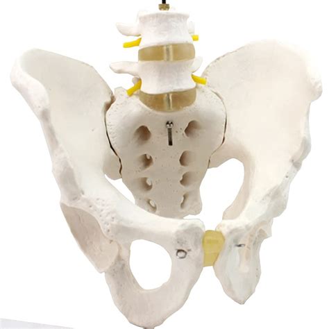 Buy AWJ Anatomical Models Male Pelvis Model, Pelvic, Human Anatomy ...