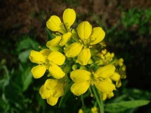 VibeX LX-30 - Black Mustard Non GMO - (250 Seeds) Seed Price in India ...