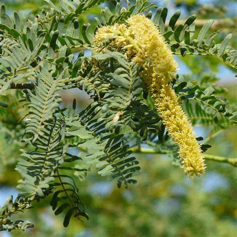 Buy Prosopis Juliflora, Velvet Mesquite - 0.5 kg Seeds online from ...