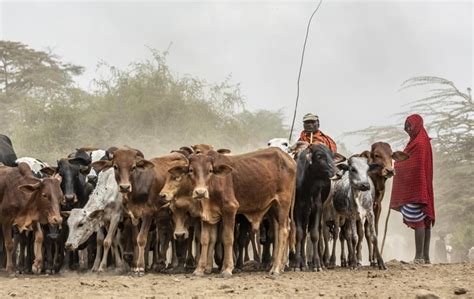 Ecowas rules to protect pastoralists discourage investments in modern ...