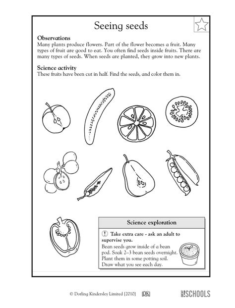 Science Worksheets For First Graders