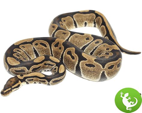 Image result for Normal Ball Python