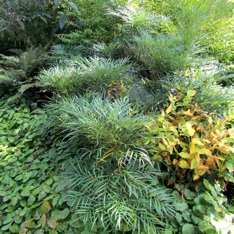 Mahonia Soft Caress planting, growing and care (pruning)