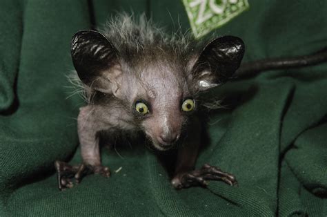 21 Strangest, Weirdest, Ugliest, Creepiest Animals in the World