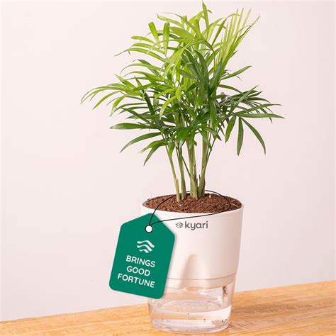 KYARI Spider Indoor Plants for Living Room | Live Plants | Plants with ...