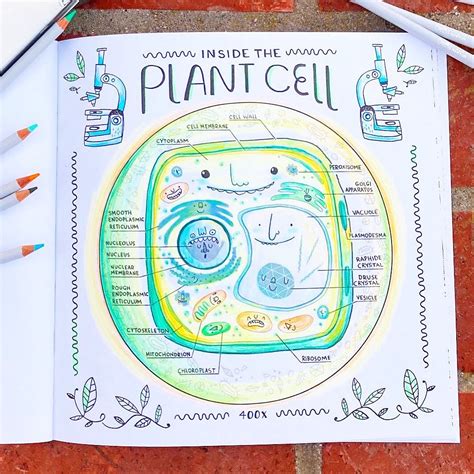 41 plant cell coloring