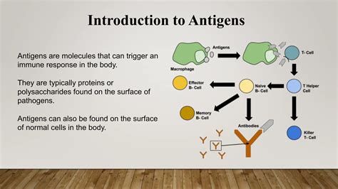 What Is Antigen presentation.pptx chemistry ppt | PPTX
