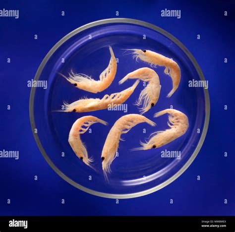 Small krill prawns in a petri dish hi-res stock photography and images - Alamy