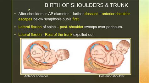Postition of fetus and Mechanism of labor | PPTX