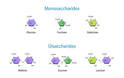 Premium Vector | Monosaccharides and disaccharides scientific vector ...
