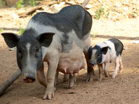 Over 50 Pigs Deaths in Kothrud Amid GBS Outbreak, Food Poisoning Suspected