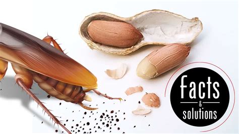 German Cockroach Poop 的图像结果