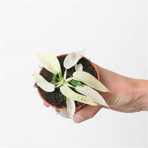 Philodendron 'Florida Ghost' | Plants | GrowTropicals.com