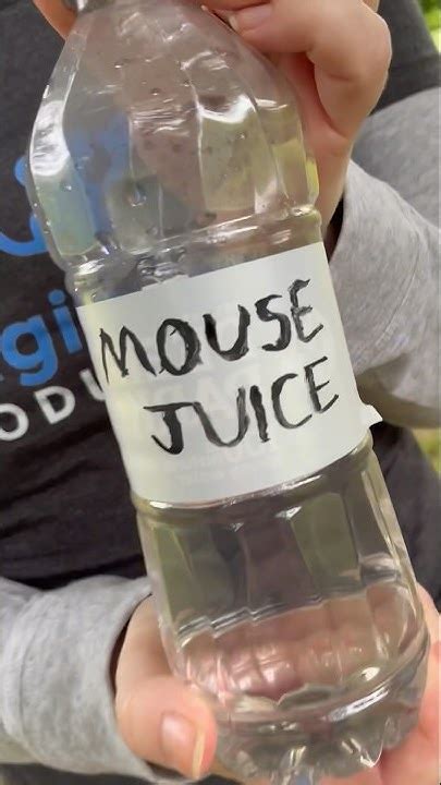 Image result for MultiMouse Transformation