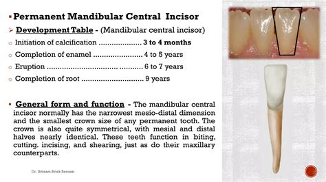 The mandibular incisors | PDF