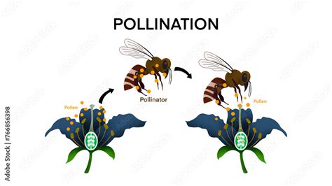 Image result for Pollination Examples