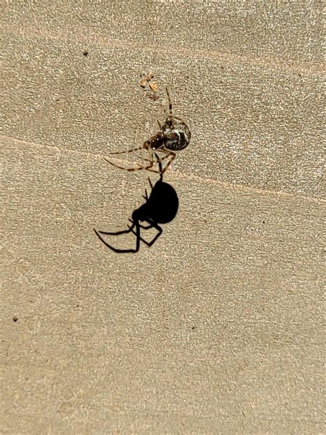 Are these baby black widows? : r/whatspideristhis