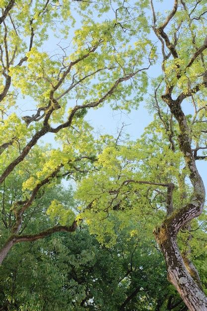 Alberi con rami sottili e foglie verdi | Foto Gratis