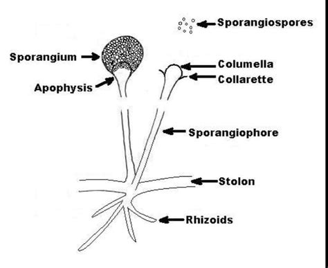 Describe the structure of rhizopus with the help of a diagram. - Brainly.in