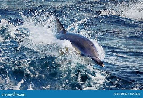 Dolphin Swimming in Sea Off Tasmania Stock Photo - Image of beautiful, tursiops: 84704588