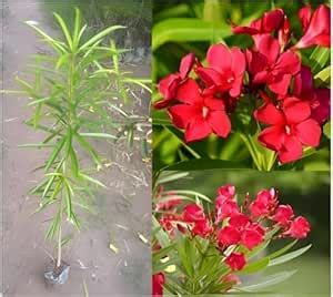 Pro Kissan Premium Korobi Oleander Flower Plant Any Multicolour Hybrid ...