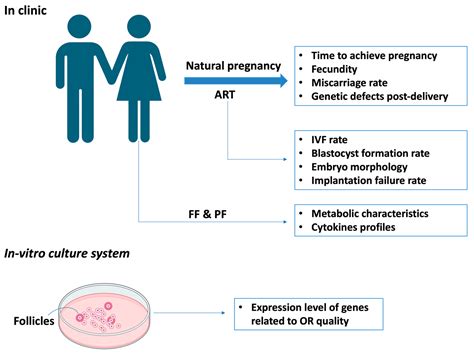 Diminished Ovarian Reserve in Endometriosis: Insights from In Vitro, In Vivo, and Human Studies ...