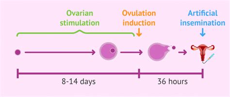 Image result for Ovulation and Fertilization Process