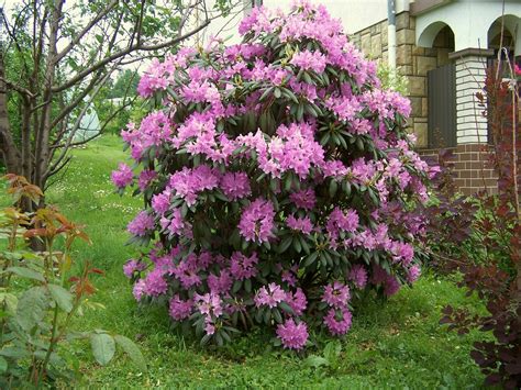 Рододендрон, кустарник, сад, виды, сорта, выращивание, уход, фото и видео.