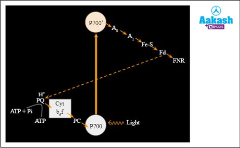 Photophosphorylation: Definition, Types & Steps | AESL