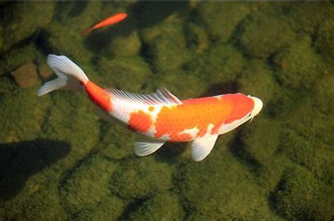 【周公解梦】梦见鱼塘很多鱼是什么意思？-道赢堪舆网