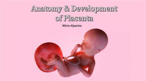 Placenta Development Notes Anatomy 的图像结果