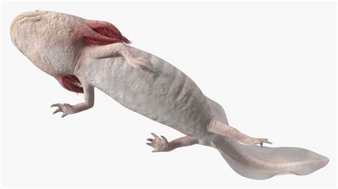 Pink Albino Axolotl 3D model | 3D Molier International
