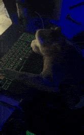 Image result for Monkey Throw Computer