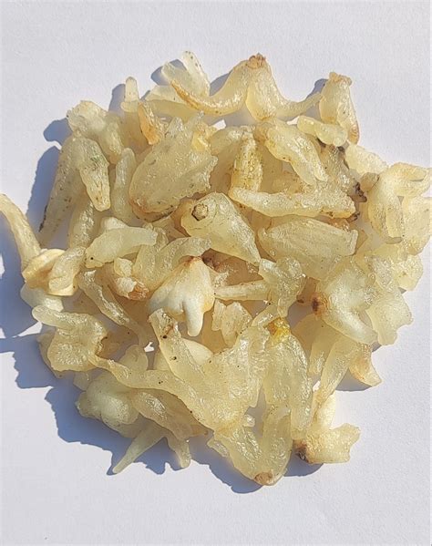 Salab Punja-Salam Panja-सलाम पांजा-Hatta Haddi-Marsh Orchi-Raw Herb-Ja ...