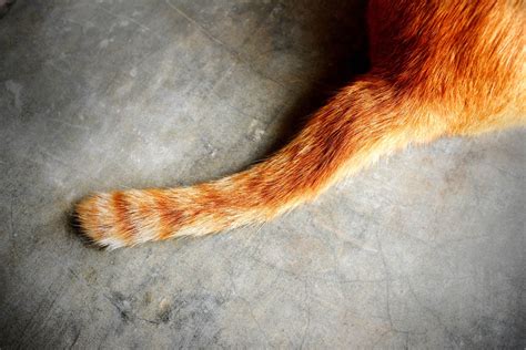 Cat Tail Speak: Understanding Cat Tail Language - Cat-World