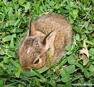 Image result for Spring Wildlife Bunnies